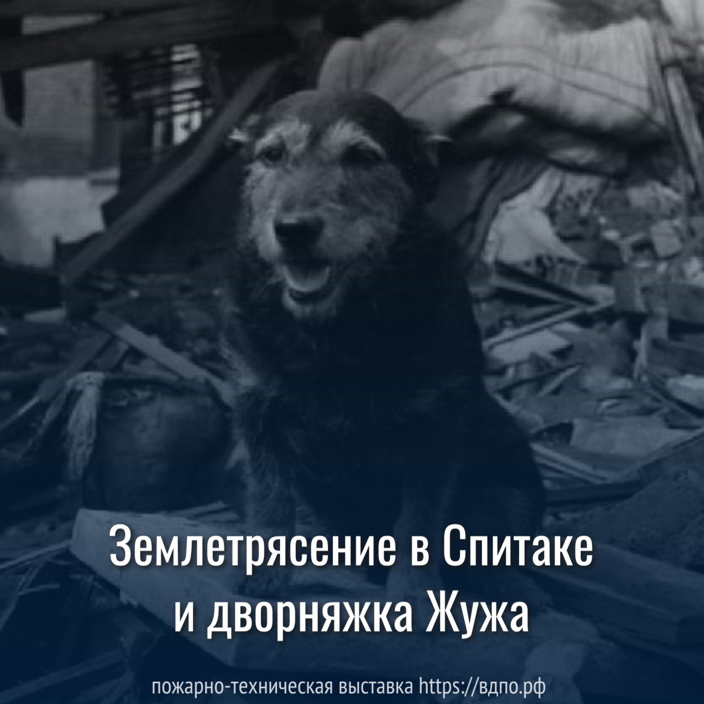 Землетрясение в Спитаке и дворняжка Жужа  На Спитакском кладбище среди сотен могил с одинаковой датой смерти — 7 декабря 1988 года......