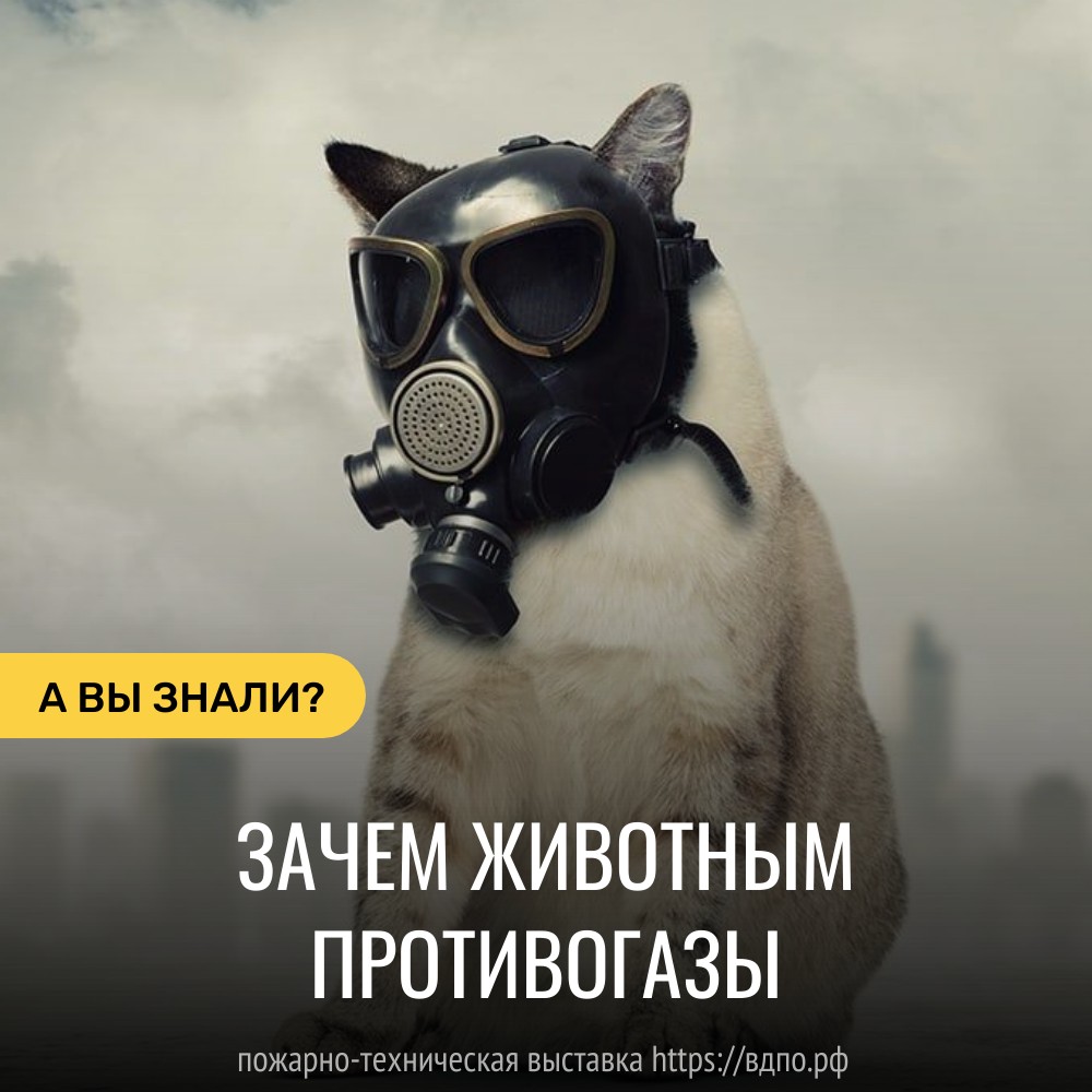 Зачем животным противогазы?  Как известно, Кайзеровская Германия была первой страной в мире, массово применившей отравляющие......