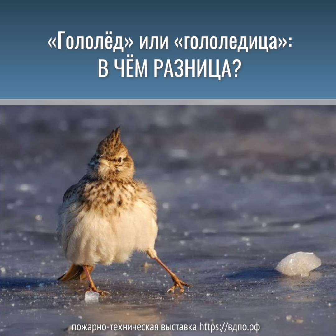 «Гололёд» и «гололедица»: в чем разница?  В новостях мы часто слышим такие понятия, как «гололёд» и «гололедица»,......