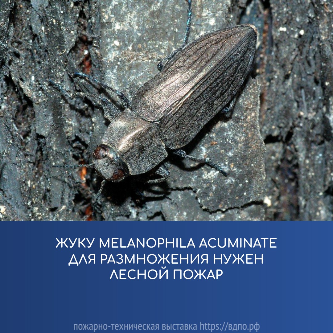 Жуку Melanophila acuminate для размножения нужен лесной пожар  Когда он находит горелую древесину, то откладывает туда яйца. 
 Преимущество такого способа......