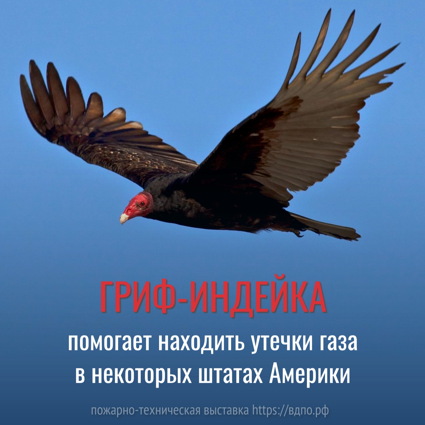 Как грифы помогают находить утечки газа  В некоторых штатах Америки в газ добавляют химическое вещество с запахом тухлого мяса. Место......