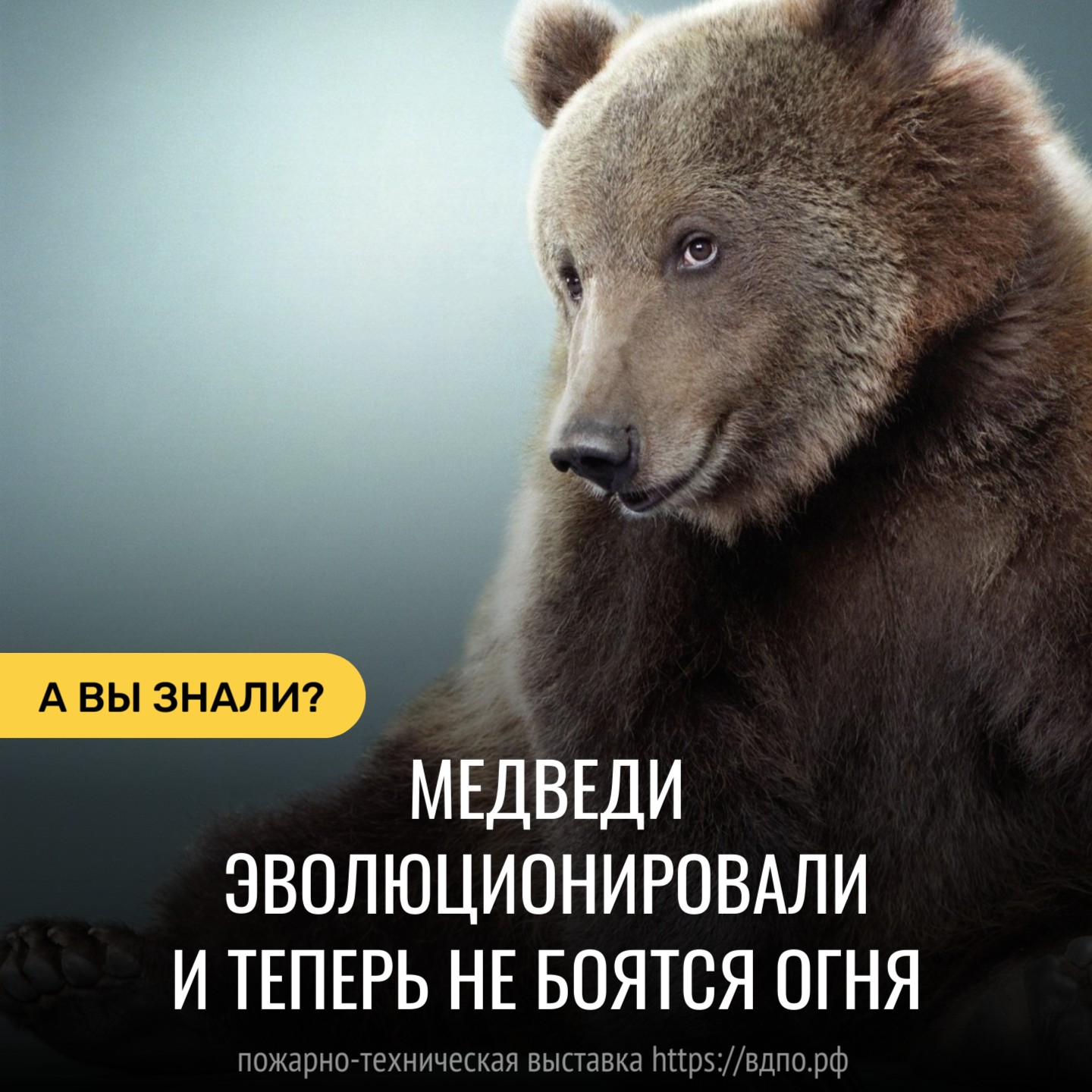 Медведи не боятся огня  То, что любого зверя можно отпугнуть огнём, утверждение не совсем верное. Например, медведи......