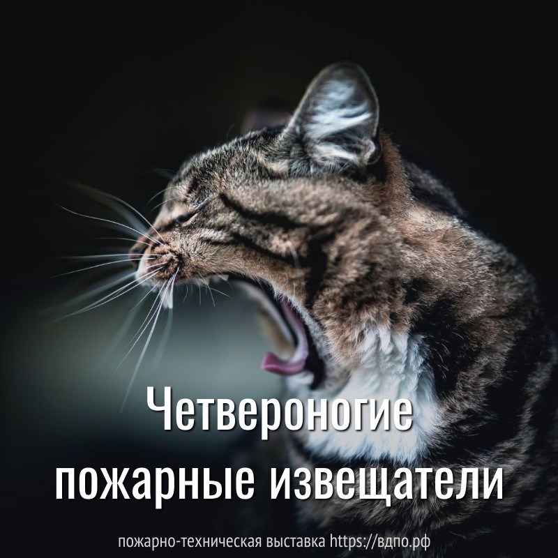 Четвероногие пожарные извещатели  Оказывается, что коты реагируют на дым при возгорании не хуже пожарных извещателей. 
 Спасатели......